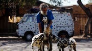 After watching the  Disney movie  Dalmatians, Nelson Vergara began fantasizing about rescuing and taking care of as many dogs as possible. Today,  Dalmatians live in the backyard of his modest home on the outskirts of the Chilean capital.